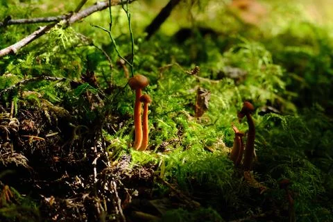 Sunlit moss on the forest floor 2 Stock Photos