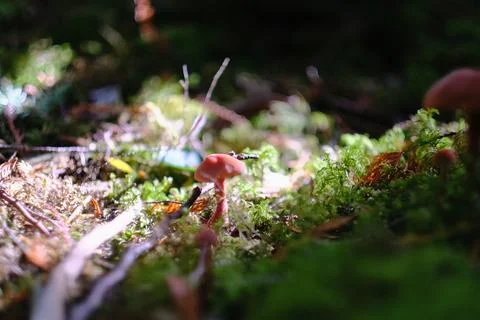 Sunlit moss on the forest floor 5 Stock Photos
