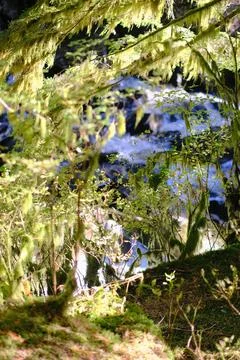 Sunlit moss on the forest floor 8 Stock Photos