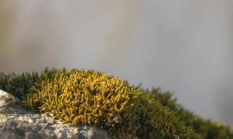 Sunlit moss growing on rough stone surface with soft gray copy space in min.. Foto stock
