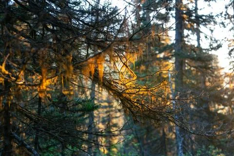 Sunlit moss hangs from tree branches in a peaceful forest Stock Photos