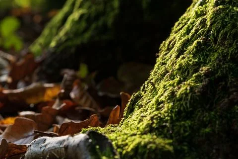 Sunlit moss on tree root close up Foto stock