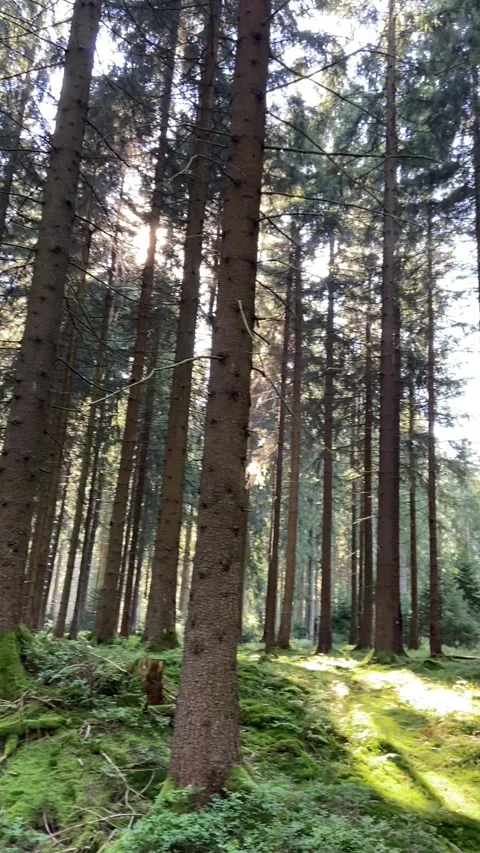 Sunlit Mossy Forest Floor with Small Stream in Saxony Stock Footage 311279123