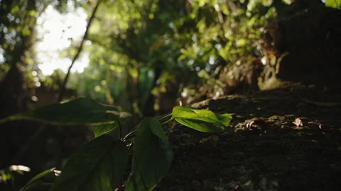 Sunlit Mossy Rock Surrounded by Vibrant Green Leaves in a Beautiful Lush Jungle Stock Footage 303870056