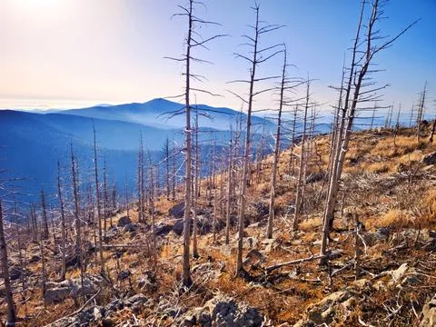 Sunlit mountain landscape with bare trees in autumn Stock Photos