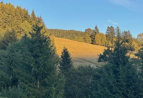 Sunlit mountain meadow surrounded by forest. Stock Photos