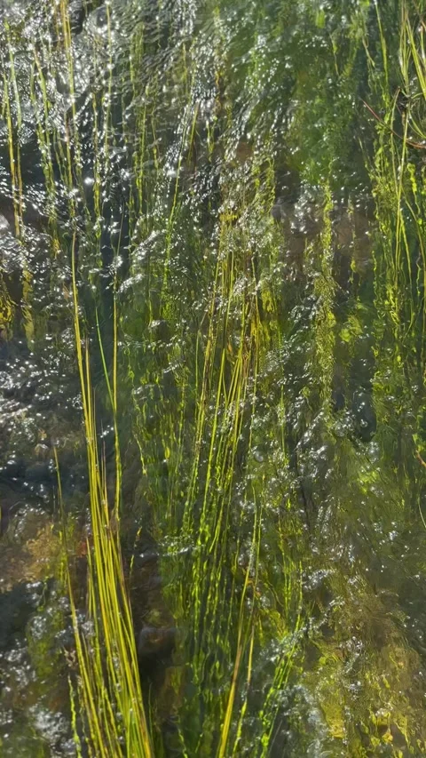 Sunlit Mountain Stream with Swaying Aquatic Grass, Macro Water Texture Stock Footage 338225232