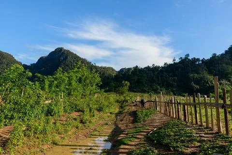 Sunlit muddy path through rural green hills Stock Photos