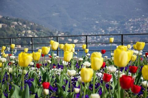 Sunlit multi colored tulips by relaxing blue Lake Como in Italian background Stock Photos