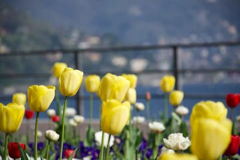 Sunlit multi colored tulips by relaxing blue Lake Como in Italian background Stock Photos