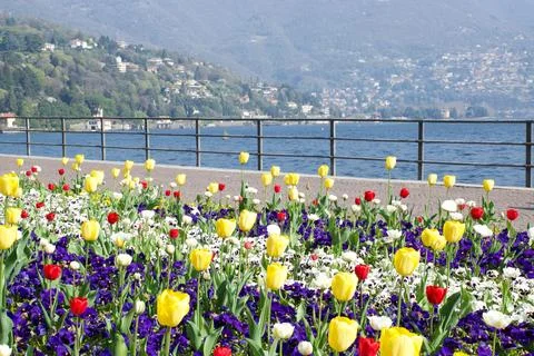 Sunlit multi colored tulips by relaxing blue Lake Como in Italian background Stock Photos