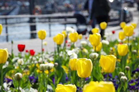 Sunlit multi colored tulips by relaxing blue Lake Como in Italian background Stock Photos