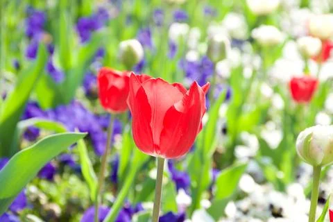 Sunlit multi colored tulips by relaxing blue Lake Como in Italian background Stock Photos