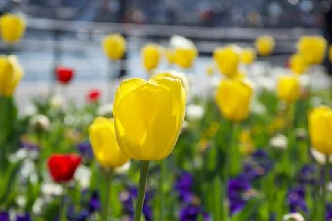 Sunlit multi colored tulips by relaxing blue Lake Como in Italian background Stock Photos