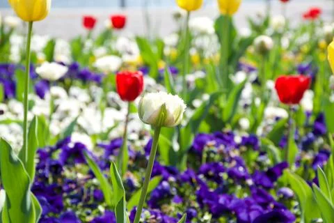 Sunlit multi colored tulips by relaxing blue Lake Como in Italian background Stock Photos