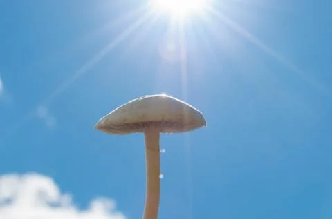 Sunlit Mushroom 写真素材