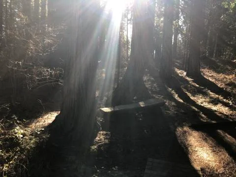 Sunlit Natural Bench Stock Photos