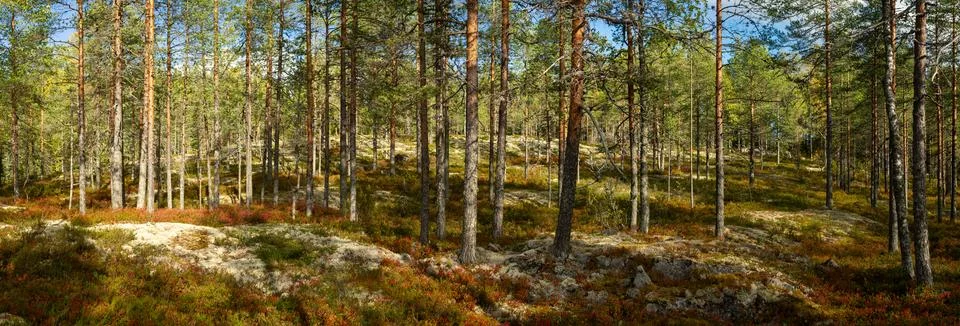 Sunlit Nordic Forest with Sparse Pine Trees, Rocky Terrain, and Vibrant Aut.. Stock Photos