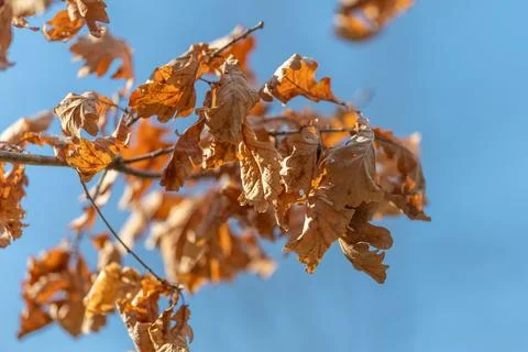 Sunlit oak branch over backyard with curled brown leaves, soft blue sky backd Fotos Stock