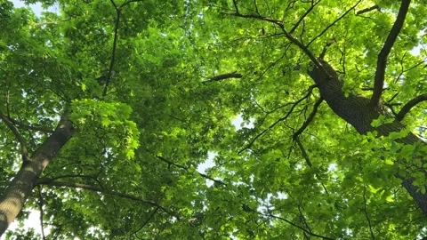 Sunlit oak tree canopy with bright green leaves and textured bark.  Stock Footage 335450104