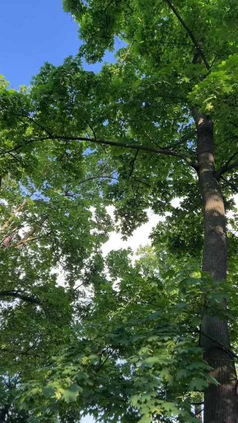 Sunlit oak tree canopy with bright green leaves and textured bark.  Stock Footage 335450105