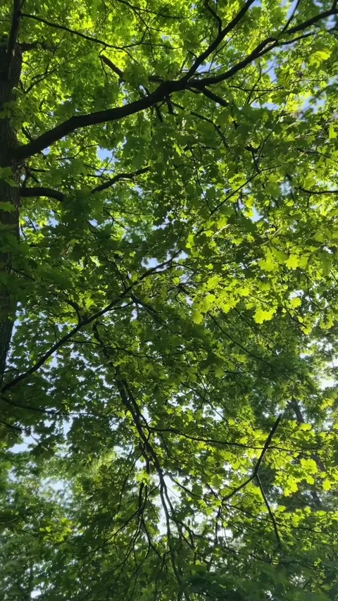 Sunlit oak tree canopy with bright green leaves and textured bark.  Stock Footage 335450112
