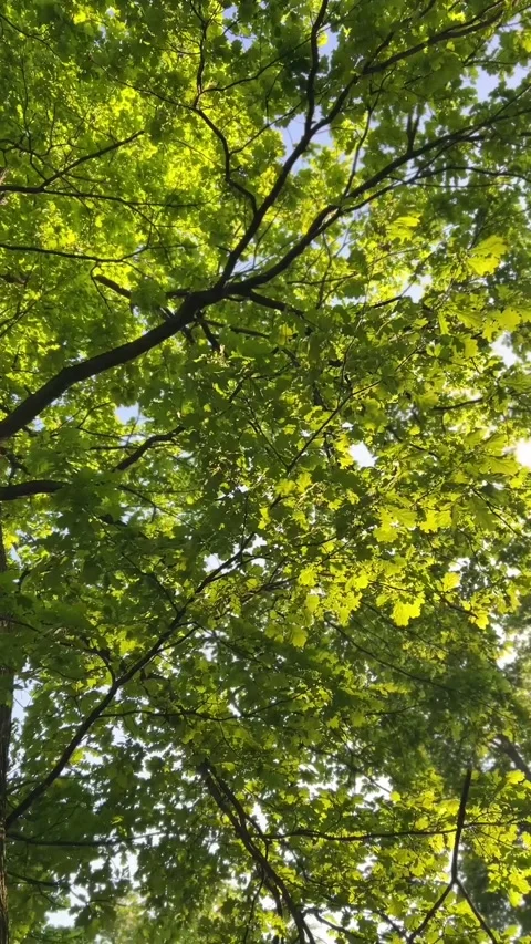 Sunlit oak tree canopy with bright green leaves and textured bark.  Stock-Footage 335450115