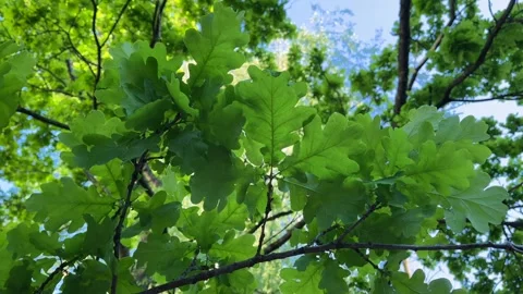 Sunlit Oak Tree Canopy in Gentle Breeze Stock Footage 310139135