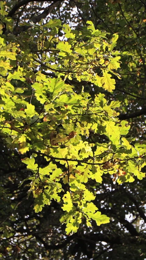 Sunlit Oak Tree Leaves In A Forest Setting. Vertical. Stock-Footage 289628922