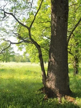 Sunlit Oak Tree Trunk in a Green Spring Meadow. Stock Photos