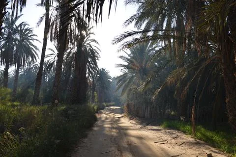 Sunlit Oasis Path Through Date Palms 写真素材