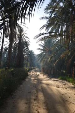 Sunlit Oasis Path Through Date Palms 库存照片