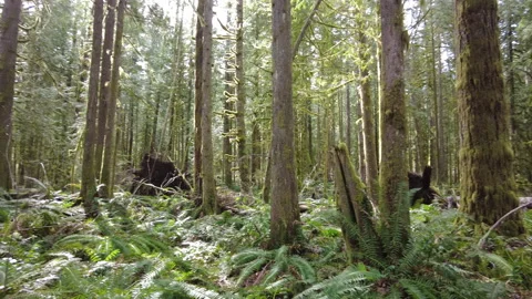 Sunlit, Old-Growth Temperate Rainforest in Oregon Video stock 173773298