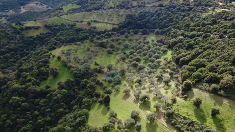 Sunlit olive grove on mountain slope with forest shadows Stock Footage 343994328