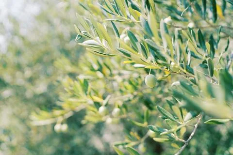 Sunlit Olive Tree Branches with Green Olives Stock Photos