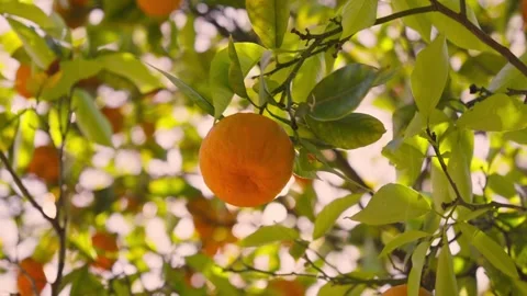 Sunlit orange tree in bloom during a warm afternoon Stock Footage 308813303