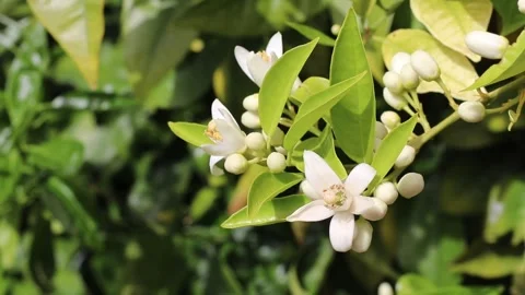 Sunlit orange tree blossom branch shimmering in the spring breeze Stock-Footage 340127548