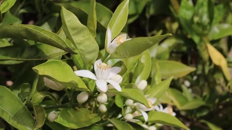 Sunlit orange tree branch with blossoms swaying in citrus orchard Stock-Footage 341333022