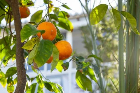 A sunlit orange tree in Spain with numerous ripe oranges on the trees, comm.. Stock Photos