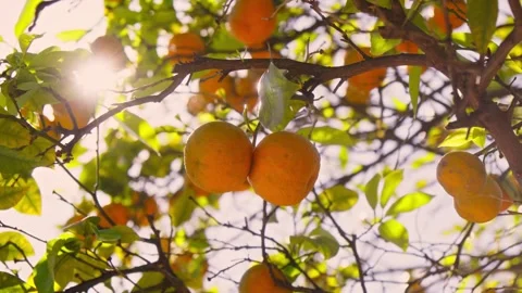 Sunlit oranges hanging from lush green branches in orchard Stock Footage 308813380