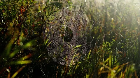 Sunlit orb-weaver spider web in tall grass, with delicate silk spiral, warm Stock Footage 341047501