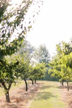 Sunlit Orchard Path with Fruit Trees Foto stock