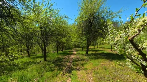Sunlit orchard path winds through blooming trees. Balkan, Eastern Europe, POV Stock-Footage 333843166