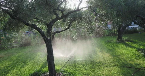 Sunlit orchard watering Stock Footage 269525616