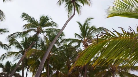 Sunlit palm canopy with dense green fronds creating a tropical paradise Stock Footage 346124174