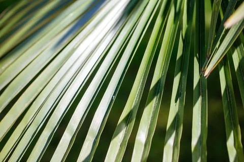 Sunlit palm leaf close-up Stock Photos