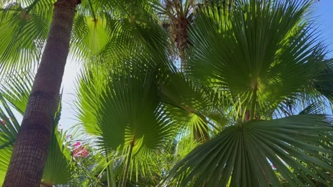 Sunlit palm leaves creating a lush tropical pattern, inspired by the California Stock Footage 345036789