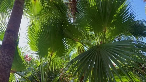 Sunlit palm leaves creating a lush tropical pattern, inspired by the California Stock Footage 345037030