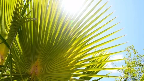 Sunlit Palm Leaves Stock Footage 91866392