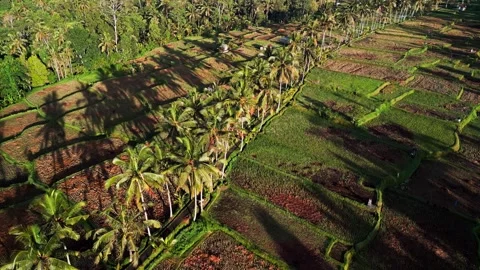 Sunlit Palm Tree Corridor Casting Long Shadows Over Rural Rice Fields and Video stock 329465649